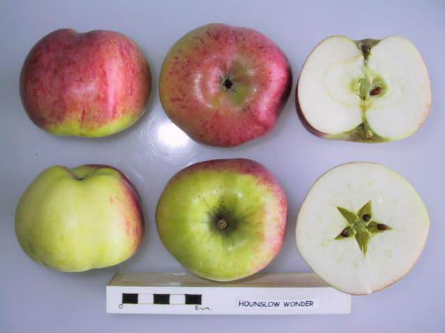 Hounslow Wonder apple