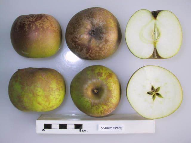 D'Arcy Spice apple