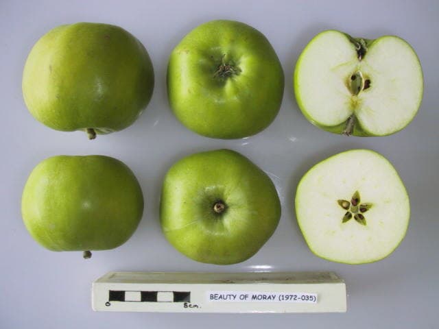 Beauty of Moray apple