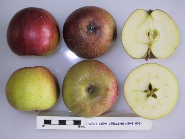 West View Seedling apple