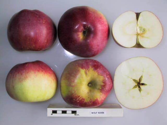 Wolf River apple
