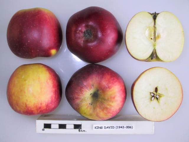 King David apple