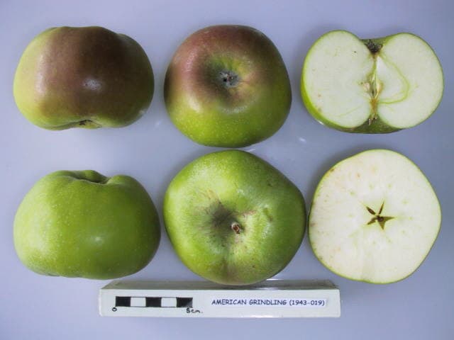 American Grindling apple