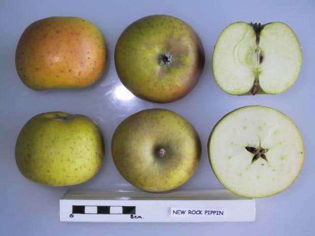 New Rock Pippin apple