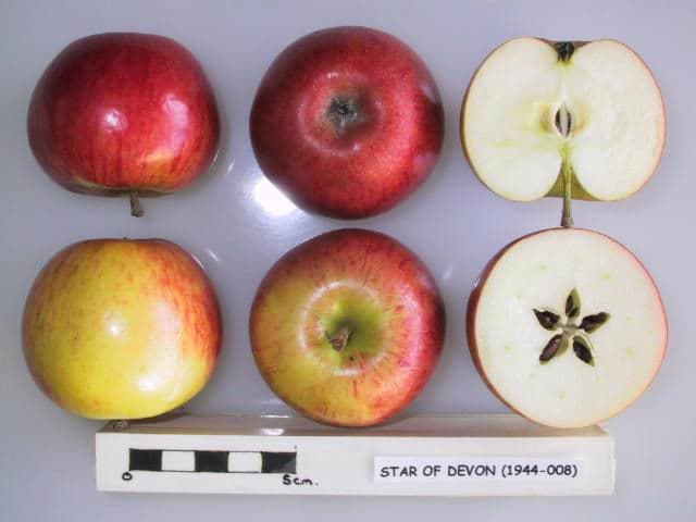 Star of Devon apple
