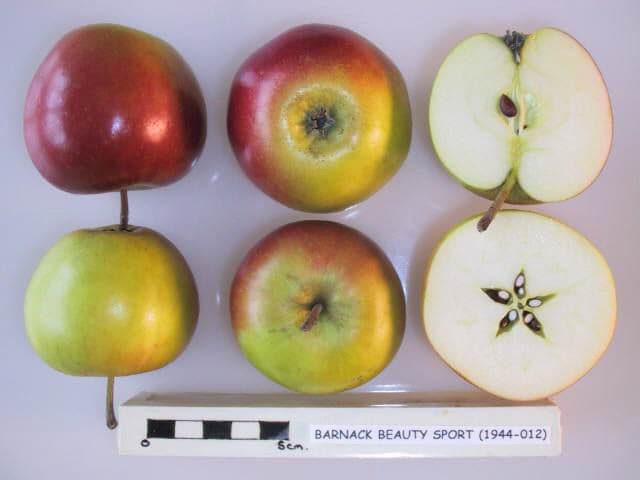 Barnack Beauty Sport apple