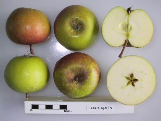 Fairie Queen apple