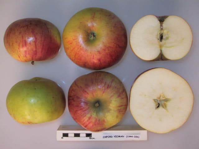 Oxford Yeoman apple