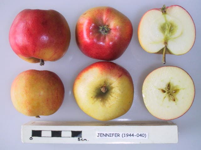 Jennifer apple