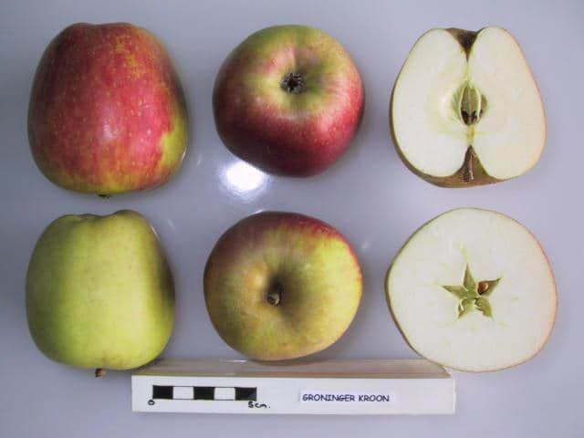 Groninger Kroon apple