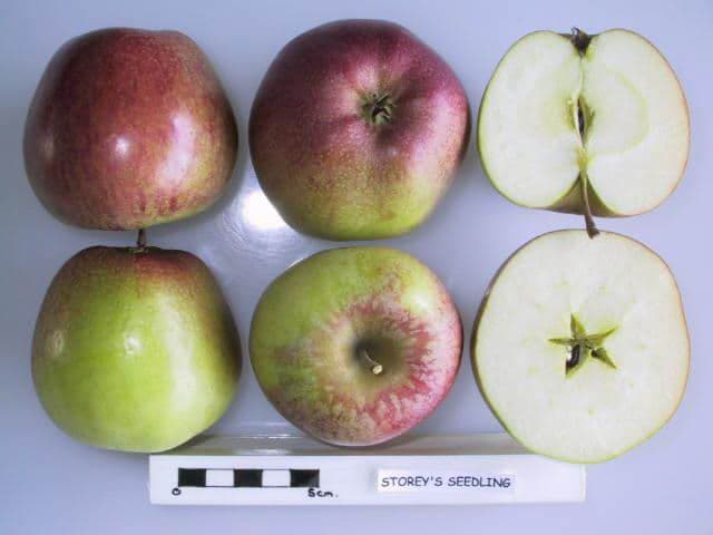 Storey's Seedling apple