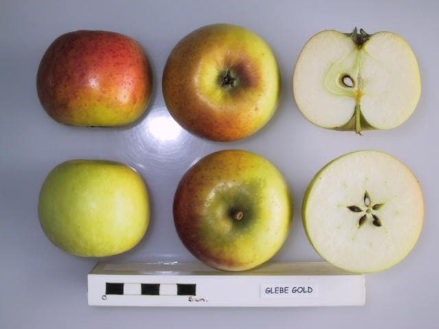 Glebe Gold apple