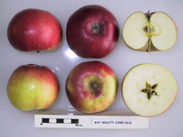May Beauty apple