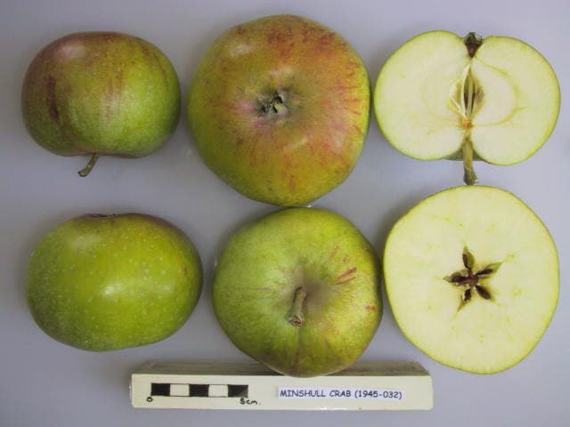Minshull Crab apple