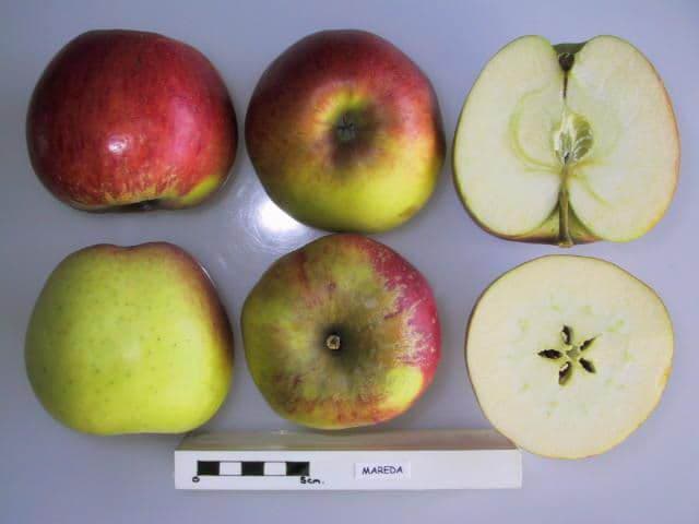 Mareda apple