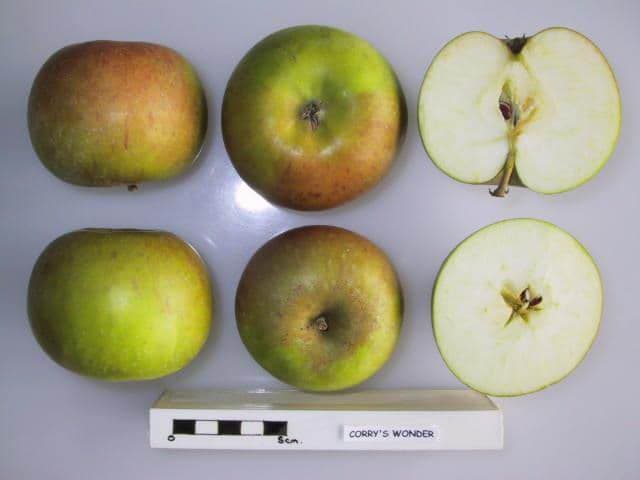 Corry's Wonder apple