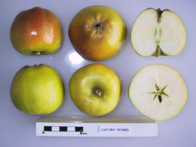 Oxford Hoard apple