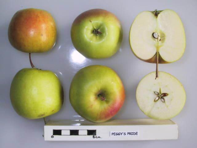 Peggy's Pride apple
