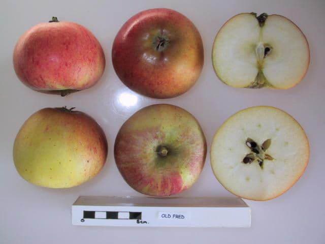 Old Fred apple