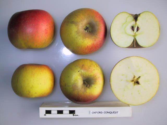 Oxford Conquest apple