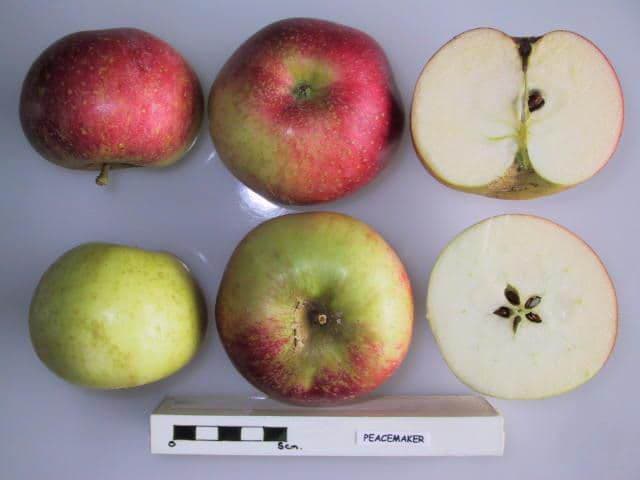 Peacemaker apple