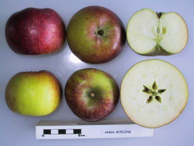 Anna Boelens apple