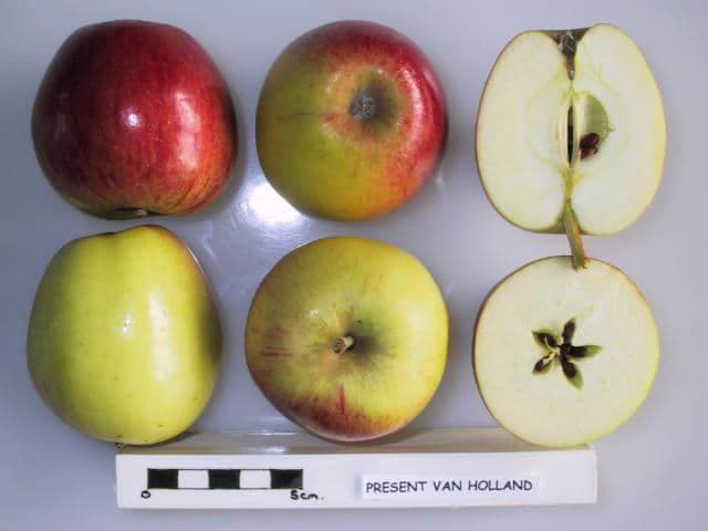 Present van Holland apple