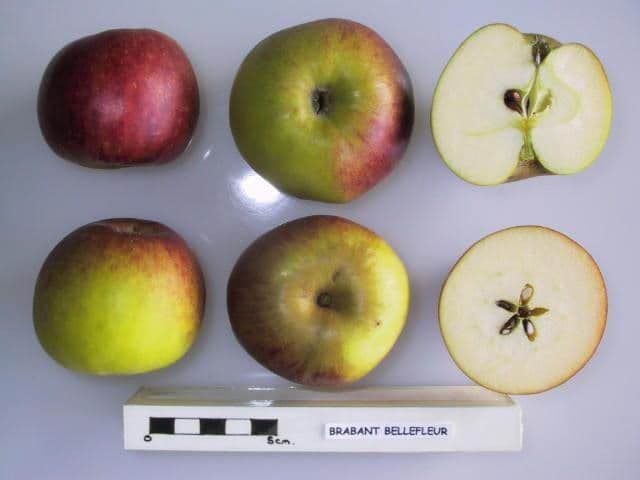Brabant Bellefleur apple