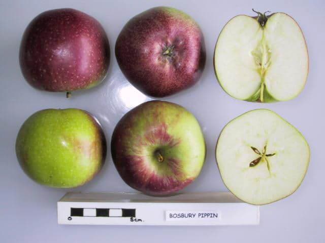 Bosbury Pippin apple