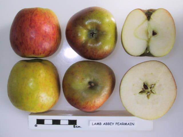 Lamb Abbey Pearmain-A apple