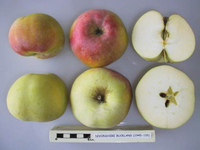 Devonshire Buckland apple