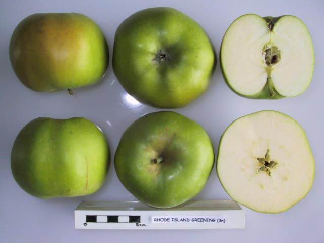 Rhode Island Greening apple