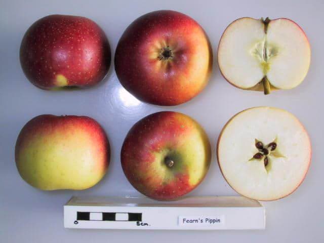 Fearn's Pippin apple