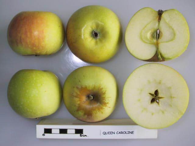 Queen Caroline apple