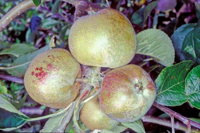 Pine Apple Russet apple