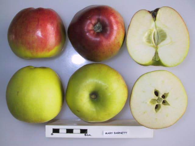 Mary Barnett apple