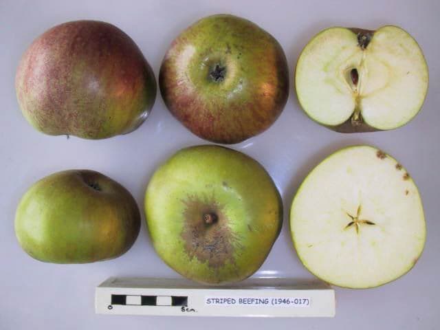Striped Beefing apple