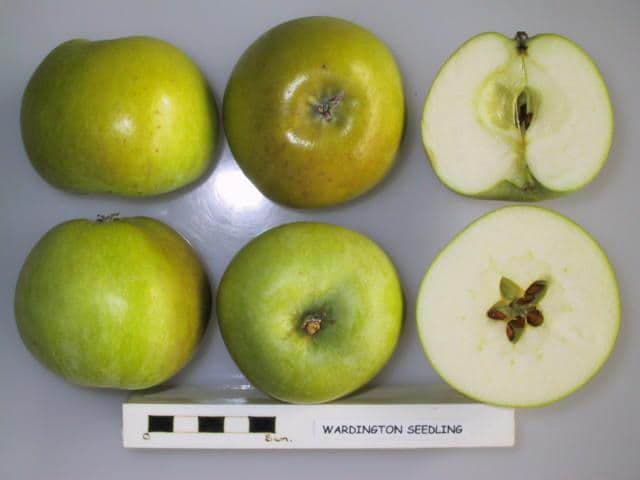 Wardington Seedling apple