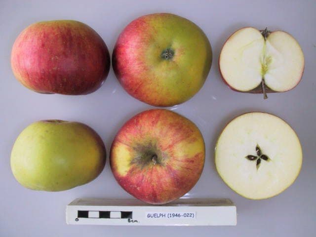 Guelph apple