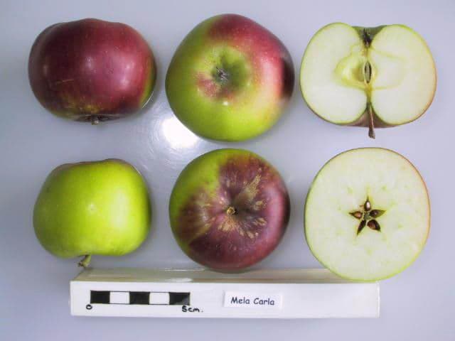 Mela Carla apple