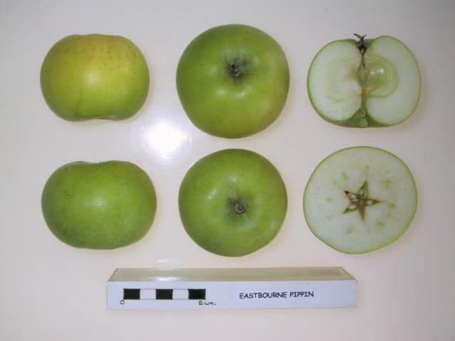 Eastbourne Pippin apple