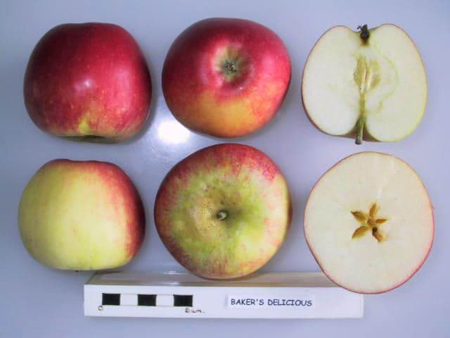 Baker's Delicious apple