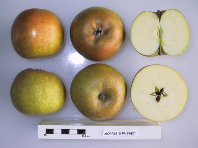 Morris's Russet apple