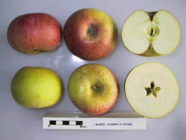 Marie-Joseph d'Othee apple