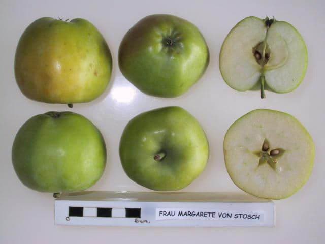 Frau Margarete von Stosch apple
