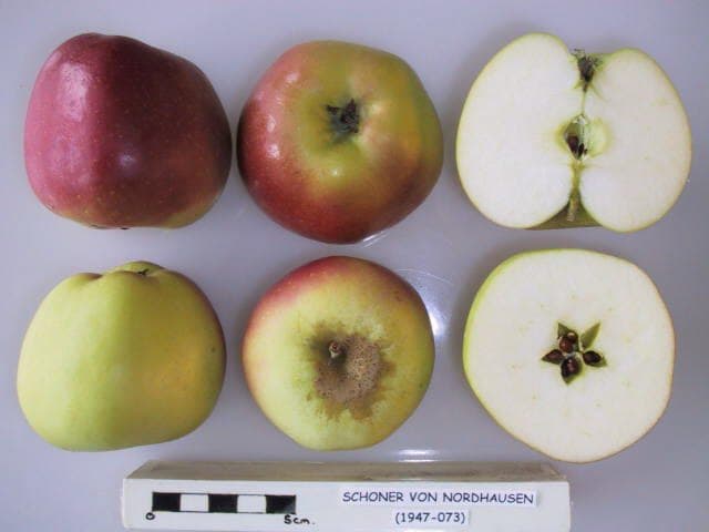 Schoner von Nordhausen apple
