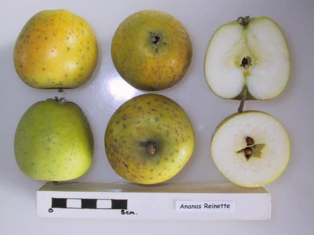 Ananas Reinette apple