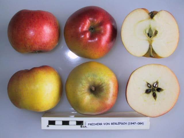 Freiherr Von Berlepsch apple