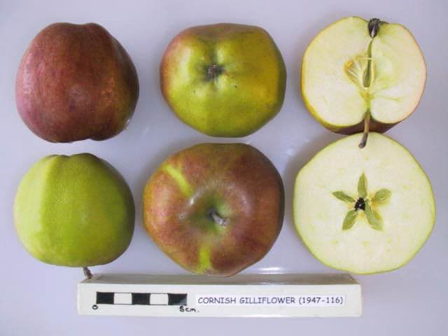 Cornish Gilliflower apple