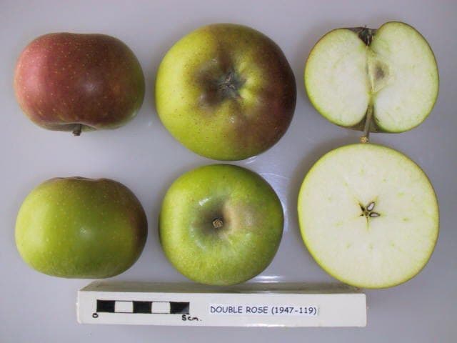 Double Rose apple